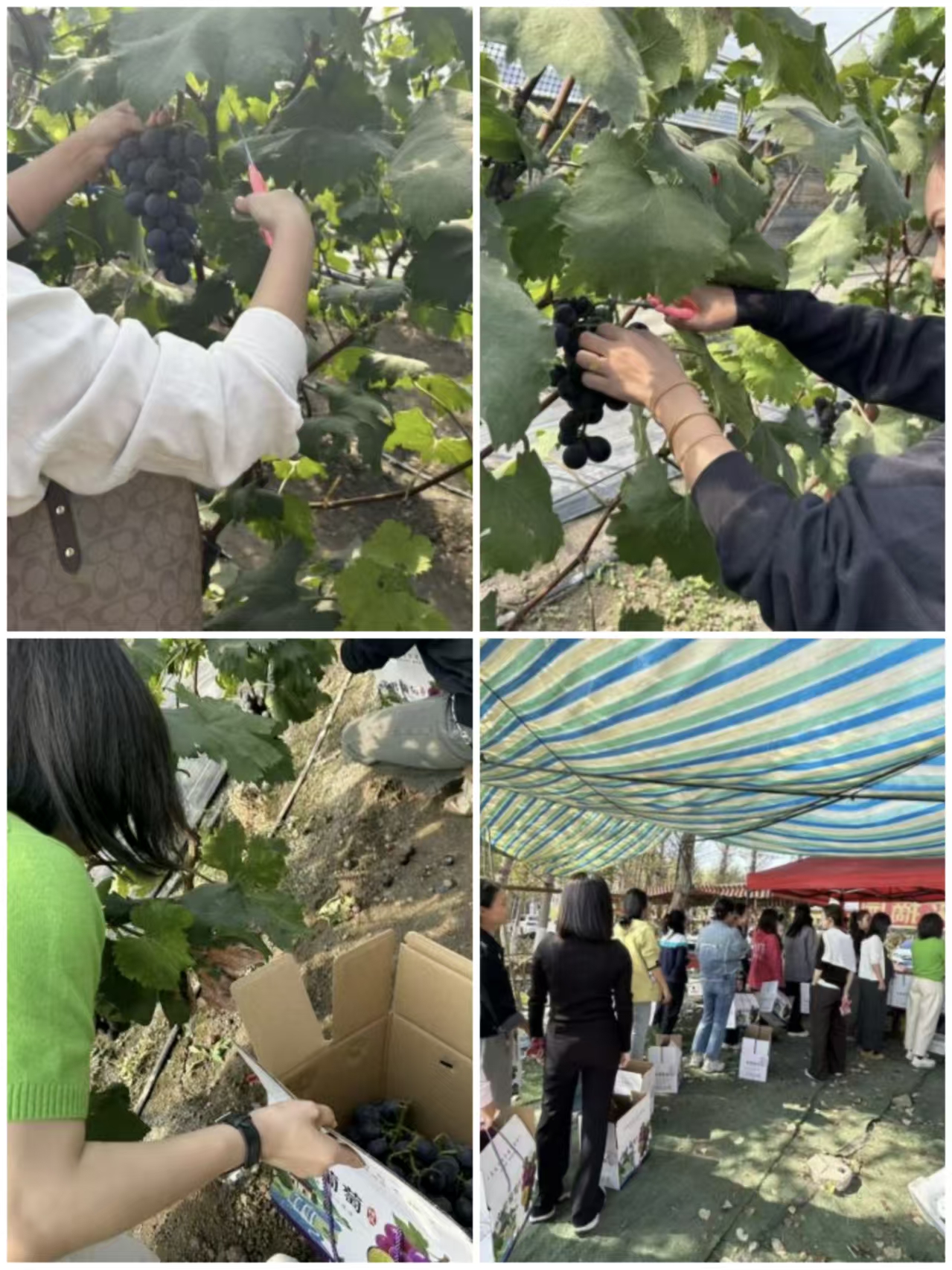 【工惠校园】金秋采摘，共赴一场甜蜜之约